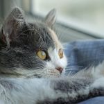 Adorable gray kitten lounging by the window, enjoying a sunny day indoors.