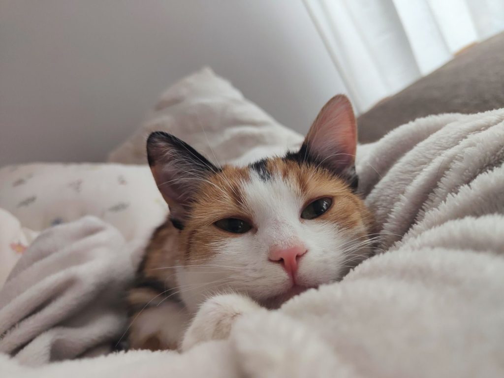 Close-up of a cute calico cat comfortably snuggled in fluffy blankets, enjoying a peaceful nap.