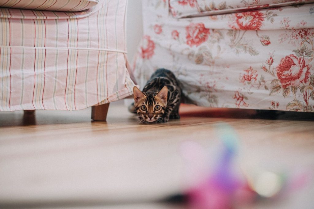 Cute Bengal kitten playfully hiding under a floral sofa inside a cozy room.