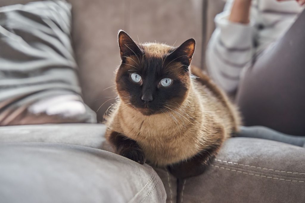 A serene Siamese cat resting on a sofa with a blurred human presence in the background.