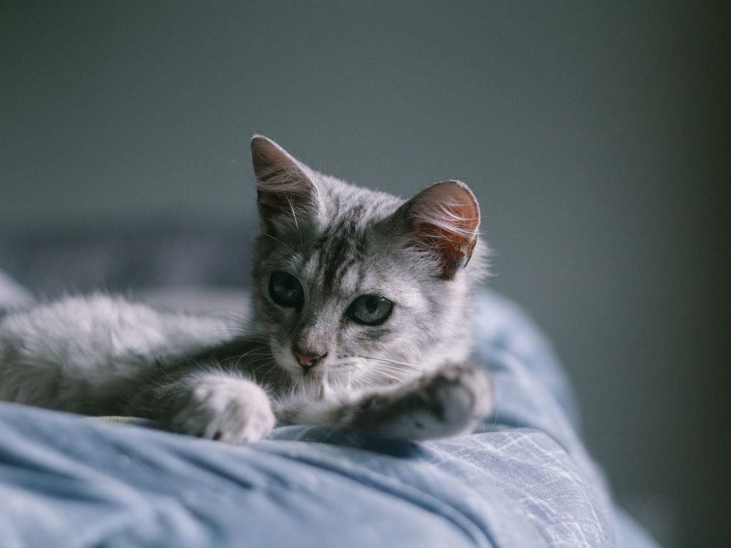 Peaceful grey kitten lounging on a soft bed indoors, perfect for pet lovers.