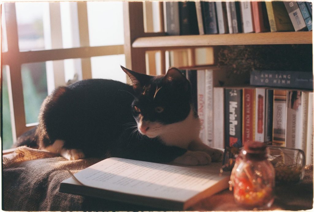 A cute black and white cat lounging on a desk near a bookshelf. Sunlight streams through the window.
