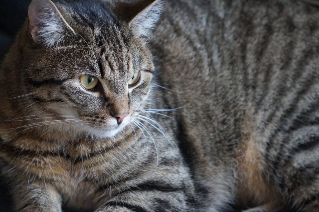A detailed close-up of a fluffy tabby cat with sharp eyes and striped fur.