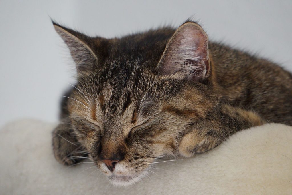 Close-up of a tabby cat peacefully sleeping, highlighting its soft fur and whiskers.