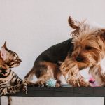 A curious Yorkshire Terrier and Bengal Cat engage playfully on a black table indoors.