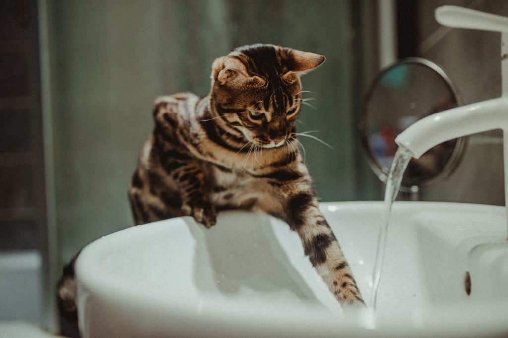 A Bengal cat engaging with running water from a faucet in a bathroom sink.
