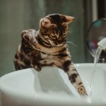 A Bengal cat engaging with running water from a faucet in a bathroom sink.