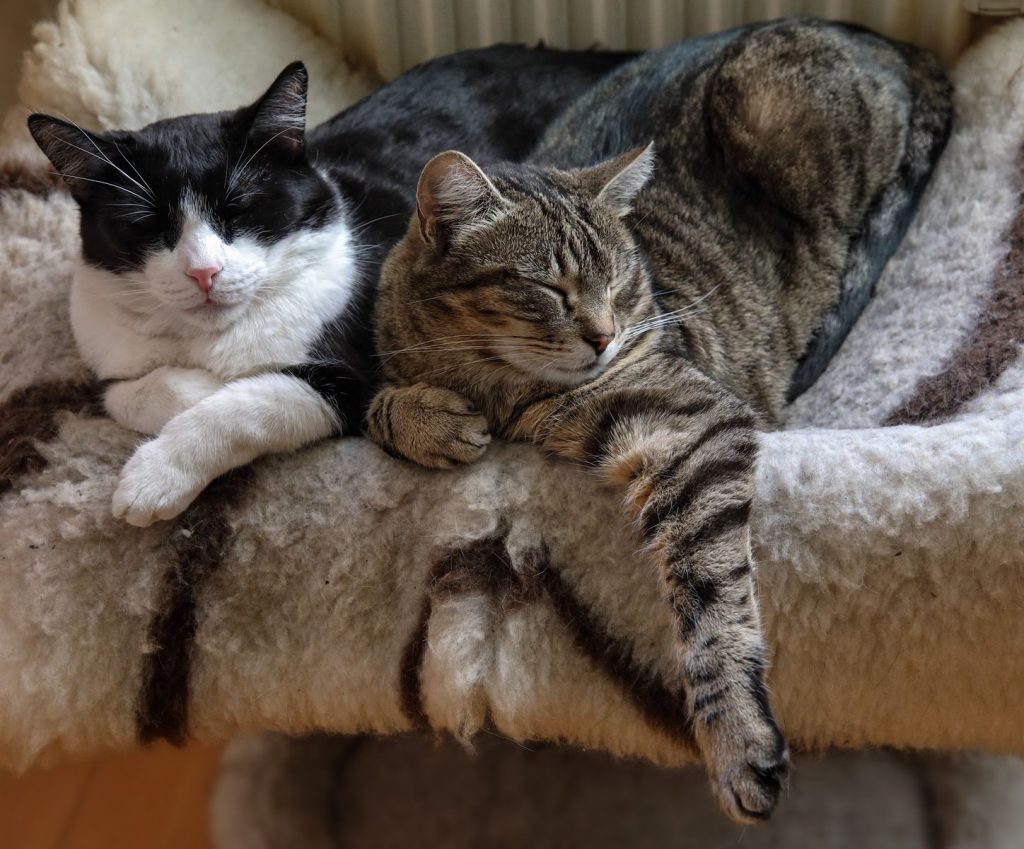 Two relaxed cats resting together on a soft wool blanket, capturing a tranquil moment.