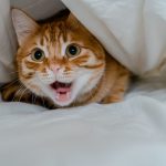 Close-up of a playful ginger cat under white bedding, showcasing its curious nature.