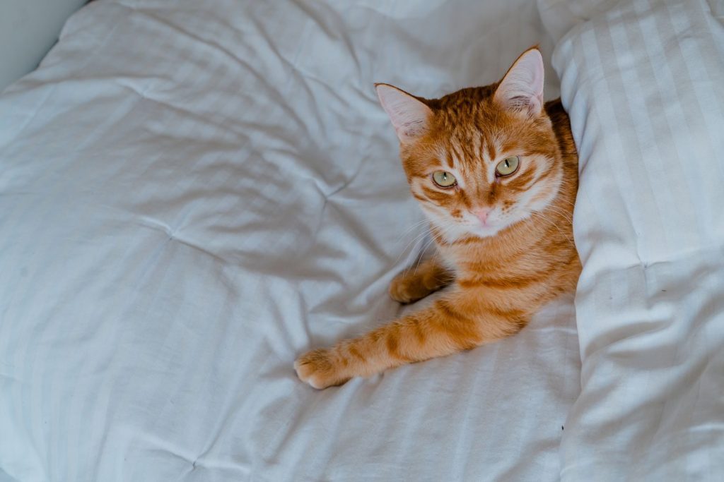 Cute orange tabby cat lying on white bedding, looking relaxed and comfortable.
