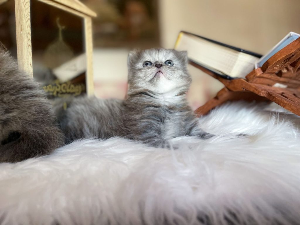 A fluffy gray kitten lounging on a soft surface surrounded by books and decor.