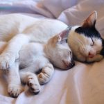 A heartwarming scene of two cats cuddling together on a soft white sheet, portraying warmth and companionship.