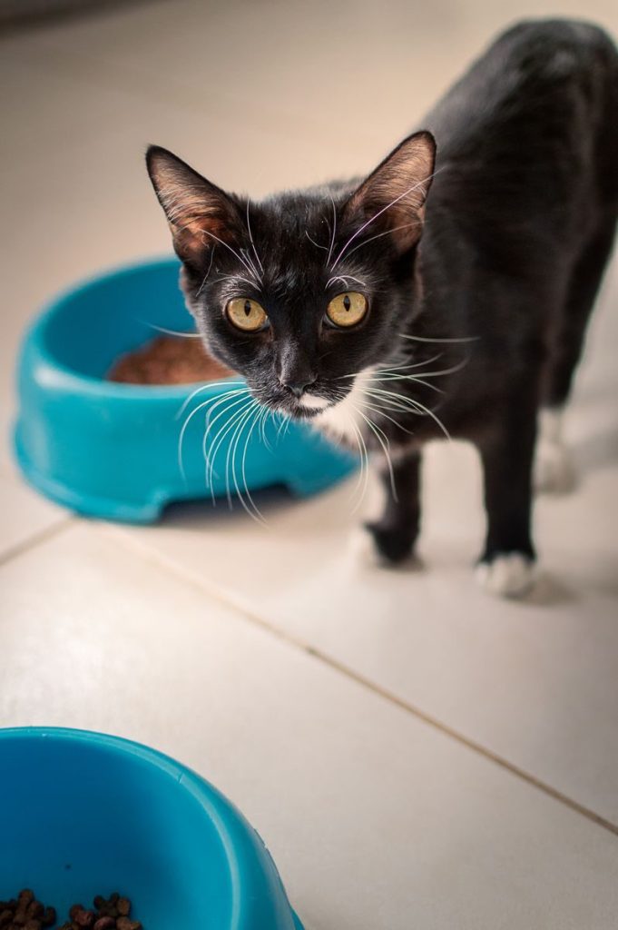 A curious black cat next to a blue food bowl indoors, ready for a meal.