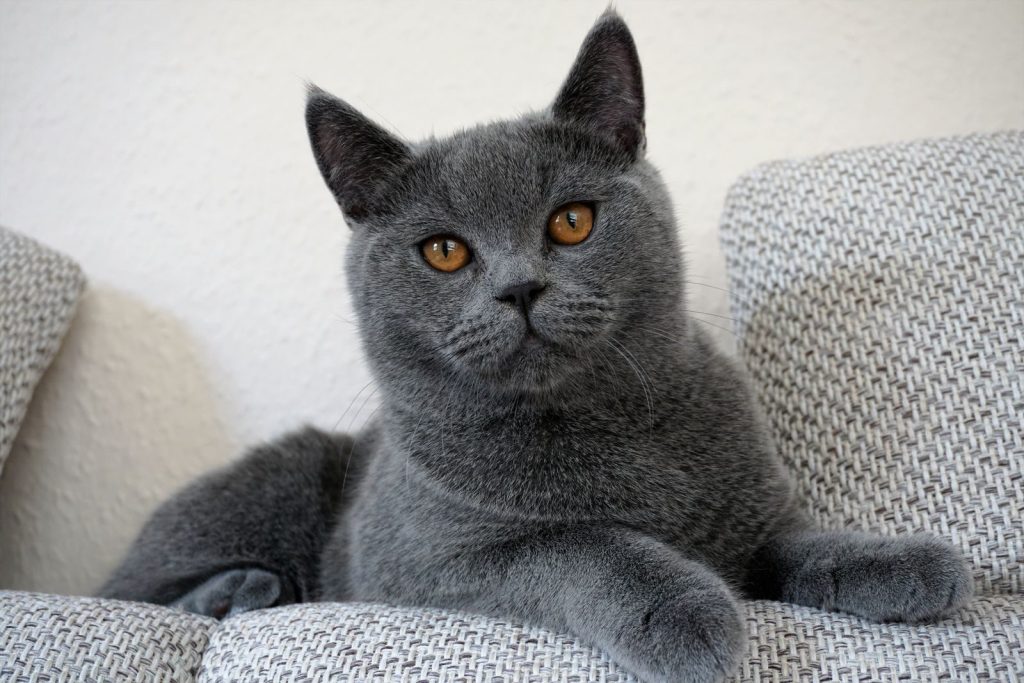 A British Shorthair cat with gray fur and amber eyes sitting comfortably on a sofa.