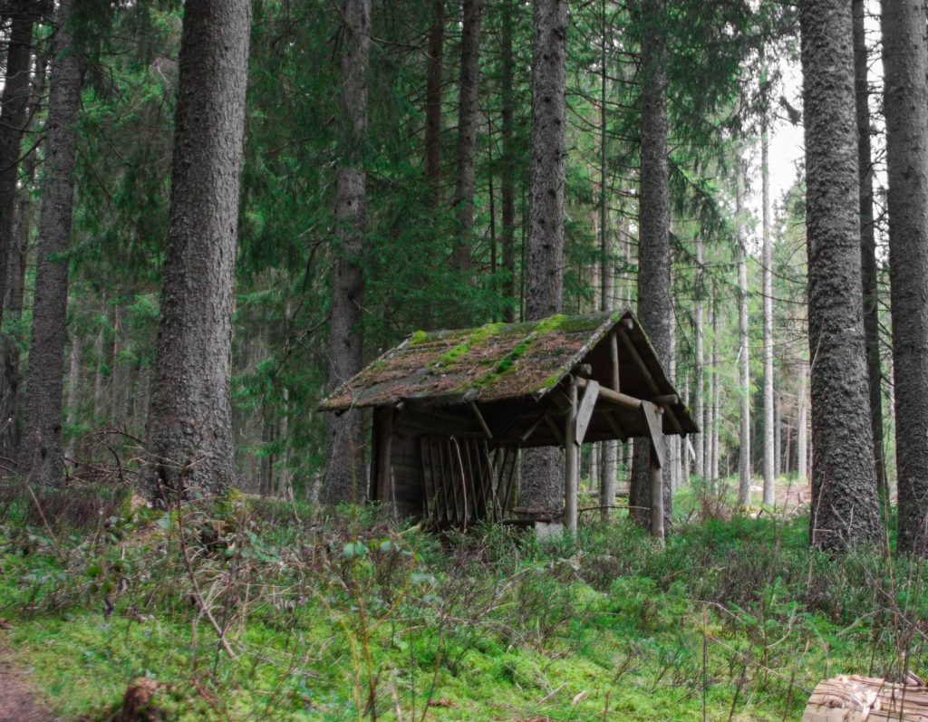 A rustic wooden shed nestled in a lush, green forest setting, surrounded by tall trees.