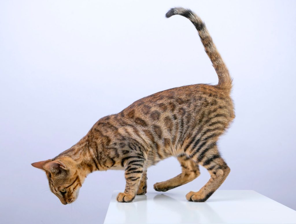 A curious Bengal cat explores a white table in a studio with a minimalistic white background.