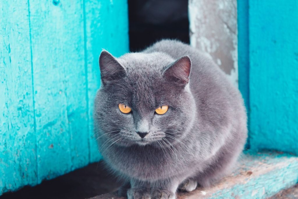 Adorable British Shorthair cat with striking amber eyes sitting by a rustic blue door.