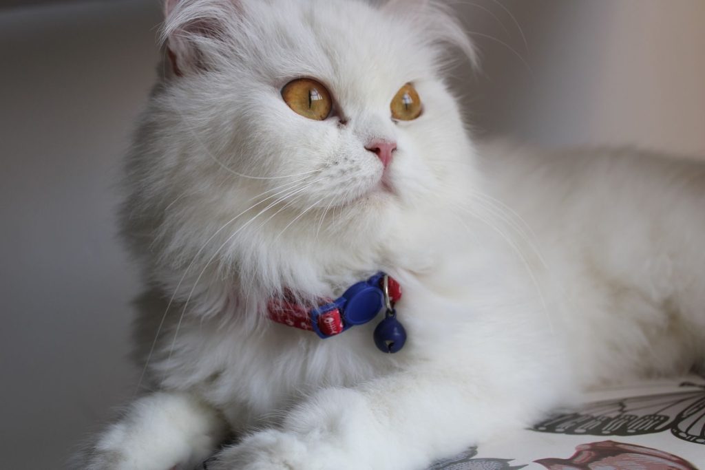 A beautiful white Persian cat with golden eyes and a blue collar, lying indoors.