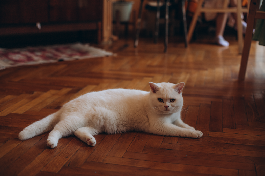 Relaxed white cat lying on a wooden floor in a cozy, warmly lit room.