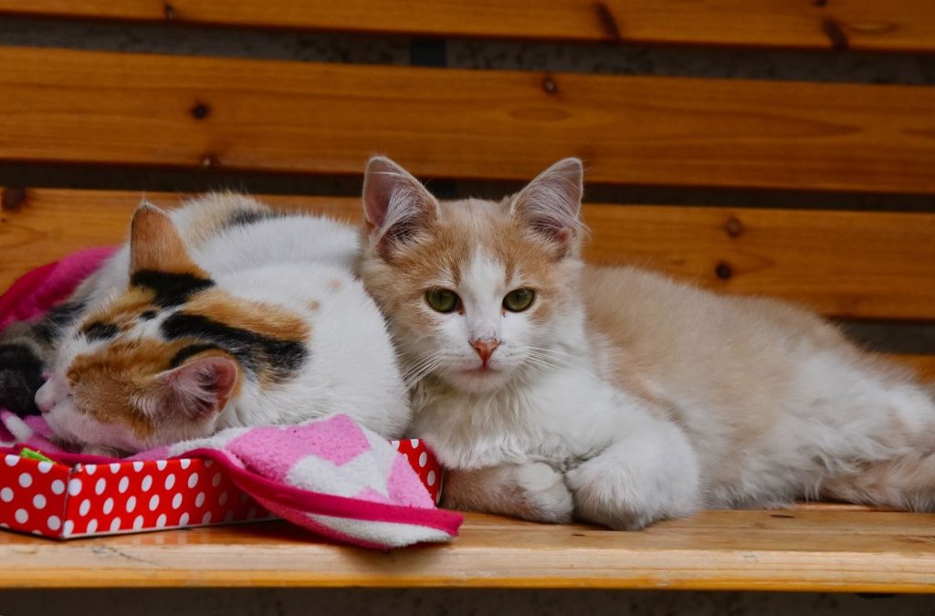 Cute kittens sleeping and lounging on a bench, showcasing their adorable companionship.
