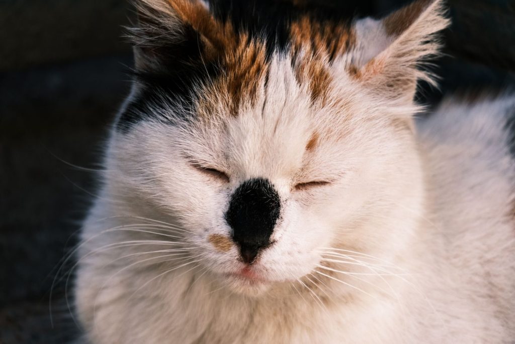Cozy close-up of a white and black cat peacefully sleeping, its eyes gently closed.