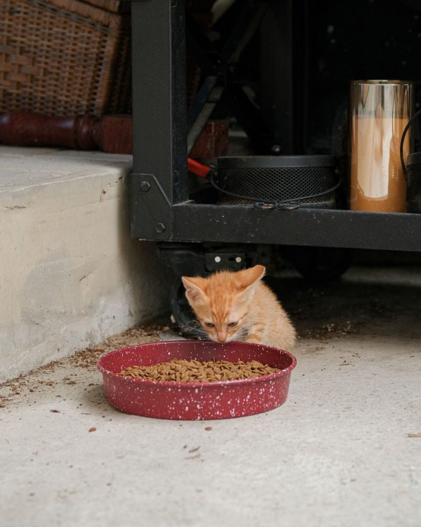 A cute ginger kitten enjoying a meal from a red bowl in a cozy indoor corner.