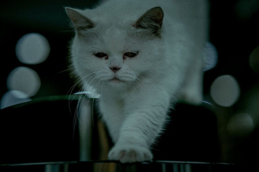 A serene Persian cat walking gracefully, captured with selective focus and cool tones.