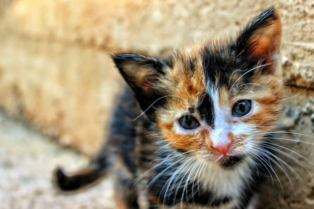 Close-up of a calico kitten against a textured wall, showcasing its adorable features.