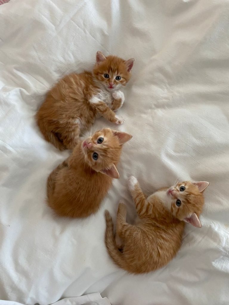 Three cute ginger kittens lying on a white bed, showcasing innocence and charm.