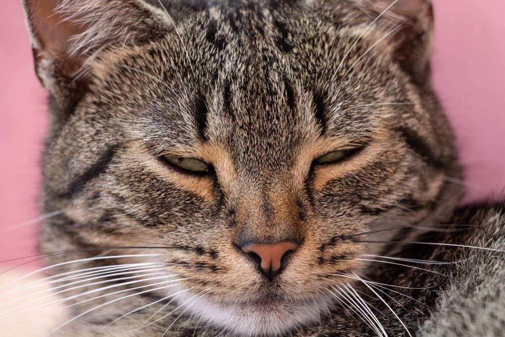 Close-up photo of a relaxed tabby cat showcasing its intricate fur pattern and prominent whiskers.