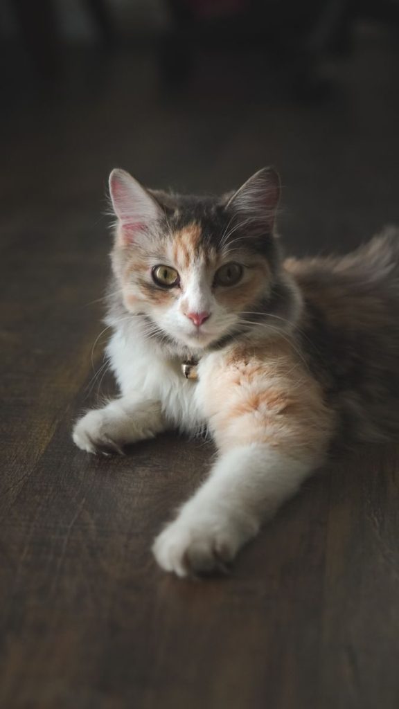 A fluffy calico kitten with a bell collar lies on a wooden floor, creating a calm and cozy scene.
