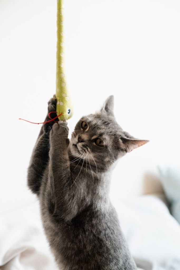 Charming portrait of a playful gray cat reaching for a hanging toy, set against a white backdrop.
