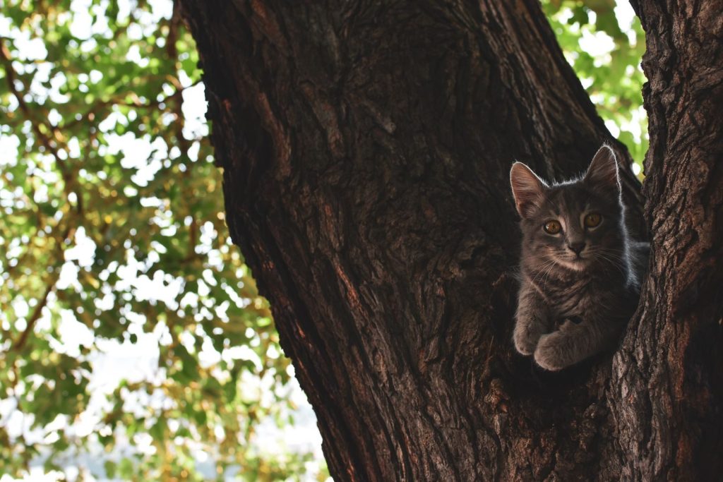 Adorable kitten perched in a tree hollow amid lush leaves, enjoying nature.