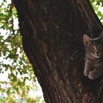 Adorable kitten perched in a tree hollow amid lush leaves, enjoying nature.