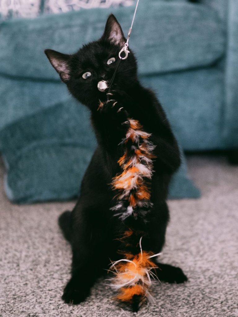 Adorable black kitten playing with a colorful feather toy indoors. Perfect for pet lovers.