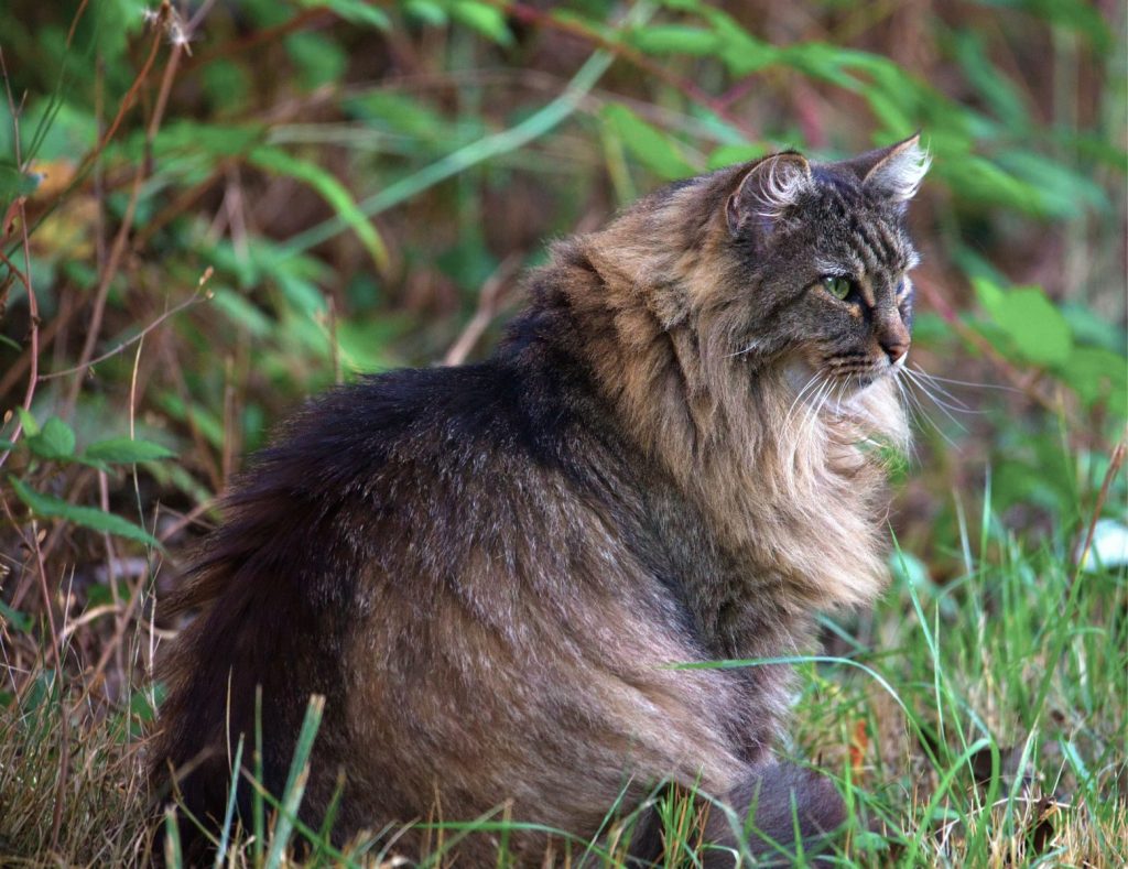 Portrait of a Maine Coon cat sitting in a green forest, capturing its majestic fur and attentive gaze.