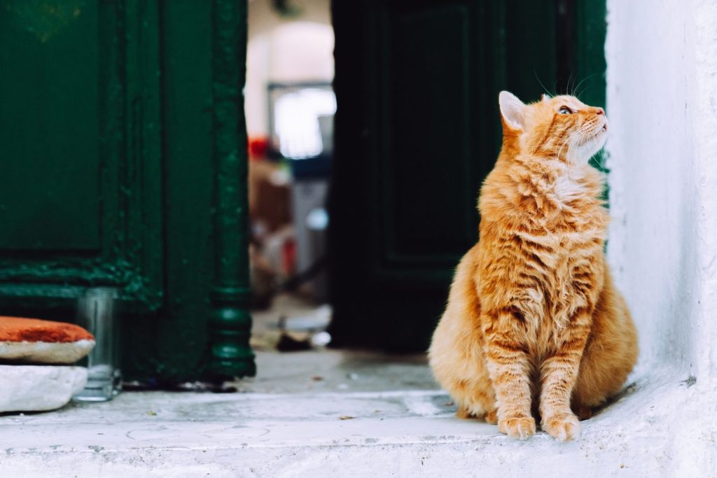 A ginger cat sits and gazes upward near a green door, embodying curiosity.
