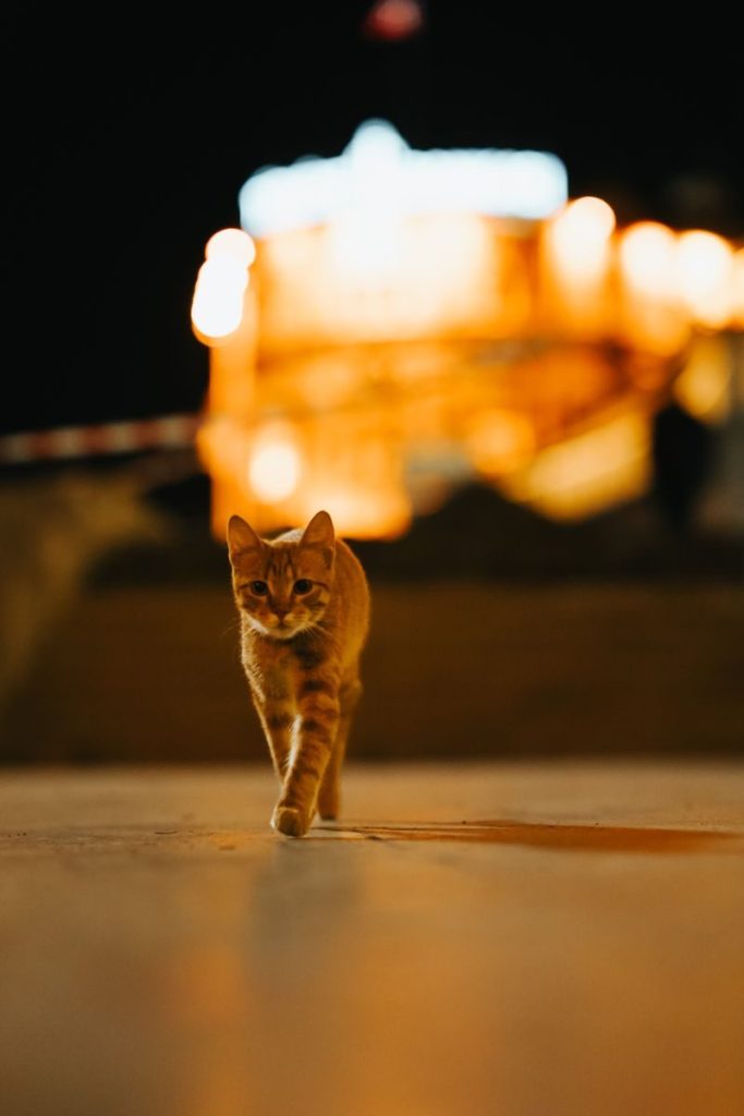A curious stray cat walks on the streets of Ankara at night.