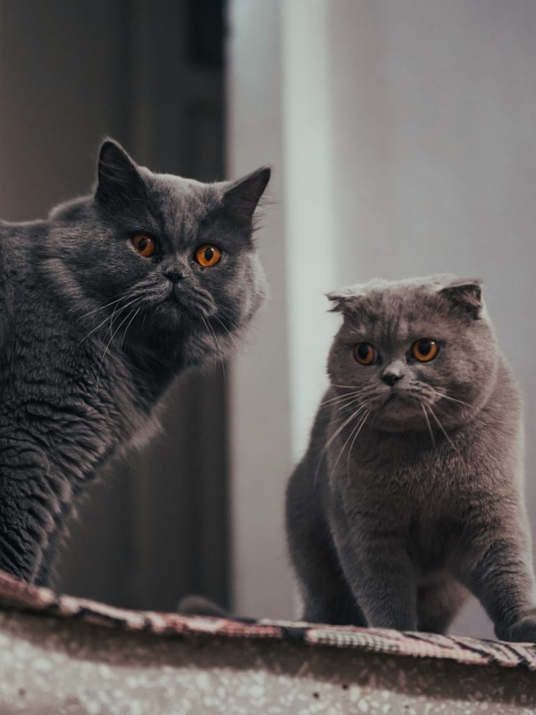 Two British Shorthair cats with striking orange eyes posing indoors.