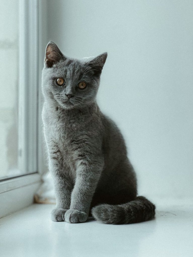 A cute British Shorthair cat with grey fur sits on a light windowsill, exuding a cozy vibe.