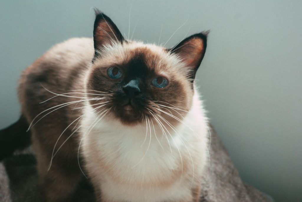 A delightful Siamese cat with striking blue eyes poses indoors, showcasing its playful curiosity.