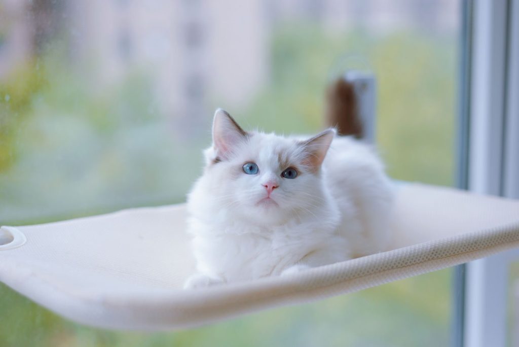 A fluffy white cat with blue eyes lounging on a perch by the window, indoors.