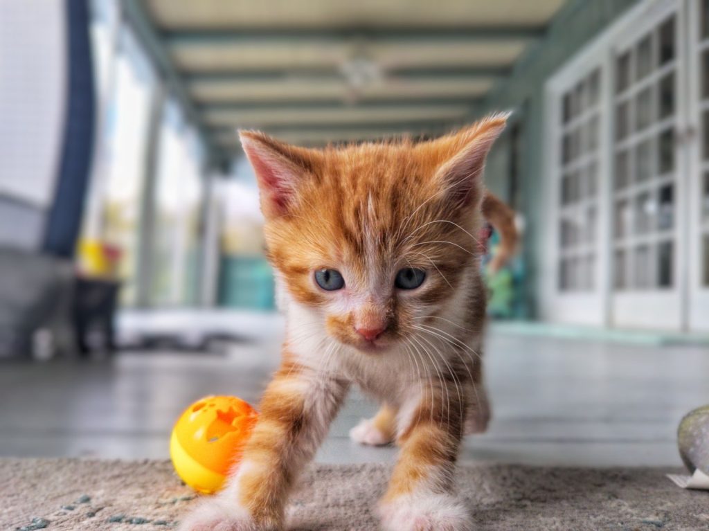 Adorable ginger kitten exploring indoors with an orange toy. Perfect pet portrait.