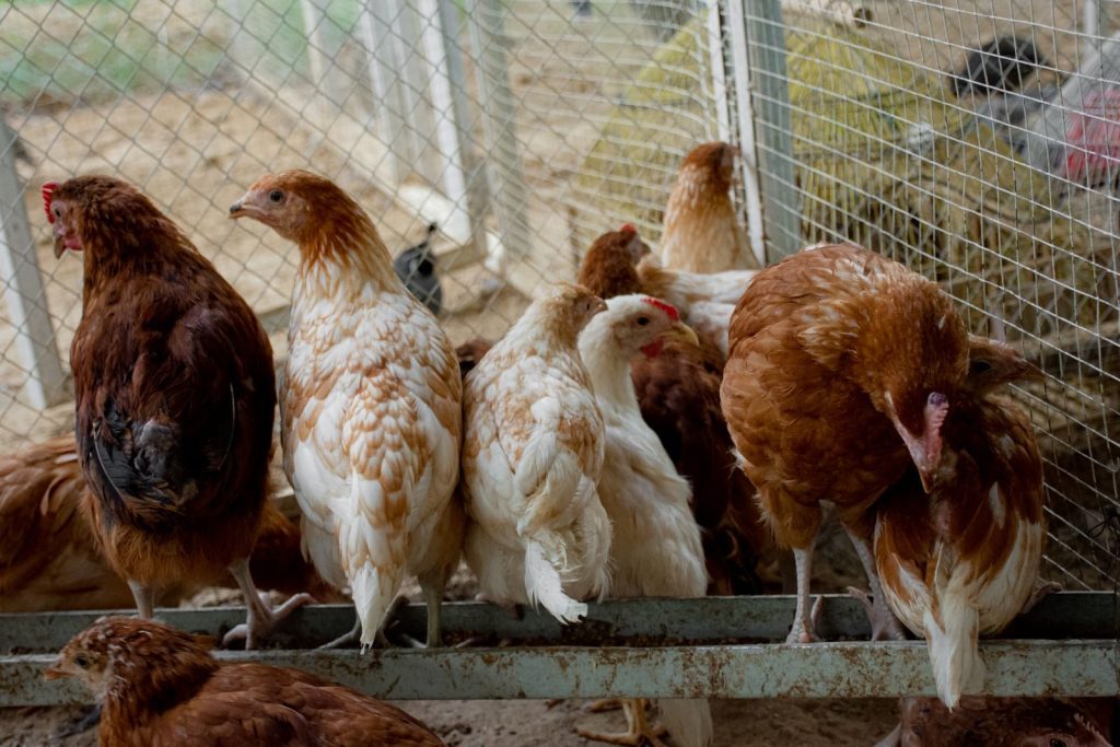 Close-up view of chickens inside a coop, showcasing their natural behavior and plumage.