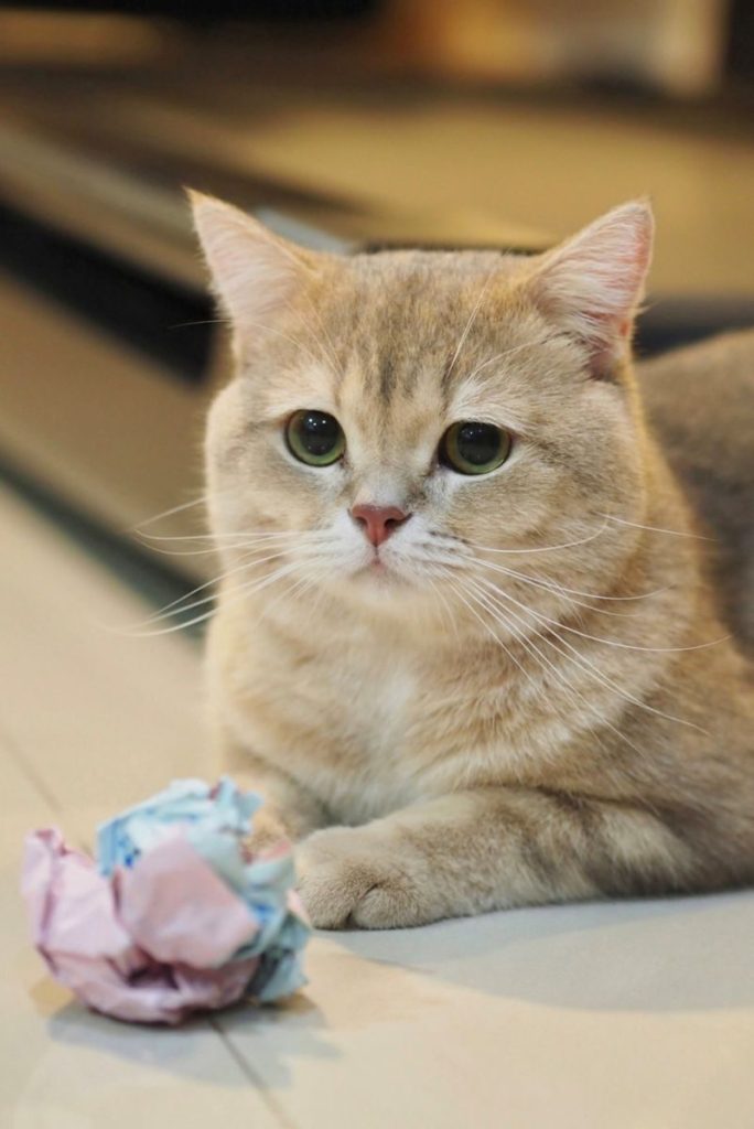 Cute British Shorthair cat with soft fur playing with a colorful crumpled paper toy.
