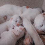 A serene image of a white cat sleeping with her kittens, close-up view.