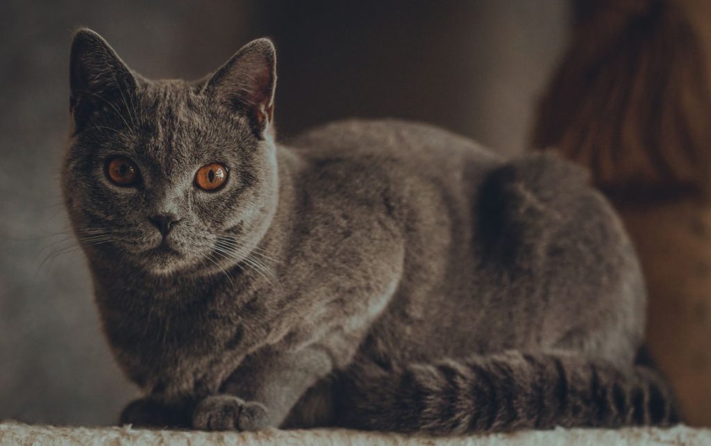A grey cat with striking eyes lounging indoors, capturing a serene and regal presence.