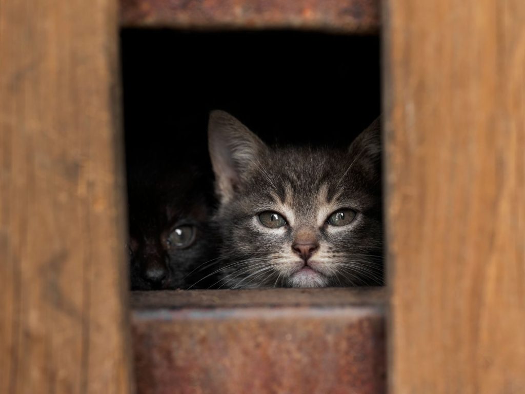 Two kittens peering through a wooden opening, showcasing innocent curiosity.