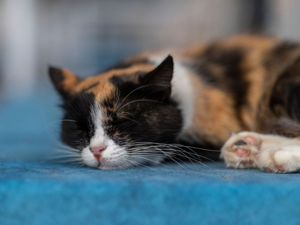 A peaceful calico cat sleeps soundly on a soft blue blanket, emphasizing calmness and comfort.
