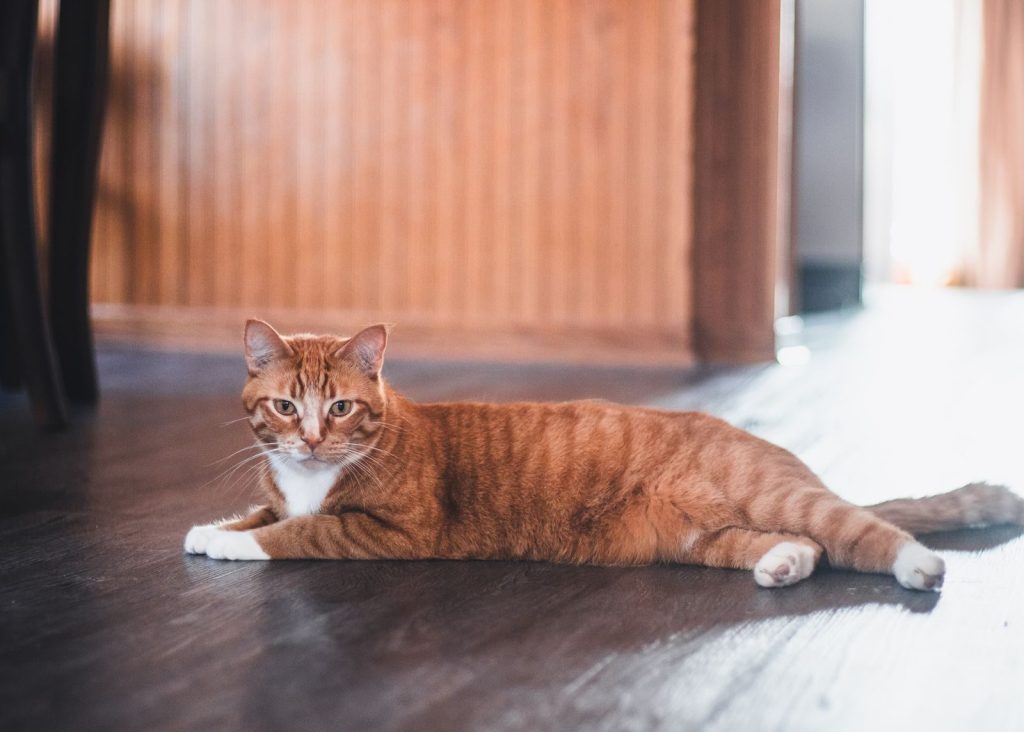 A ginger tabby cat lying comfortably on a wooden floor indoors.